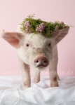 05 Schwein gehabt